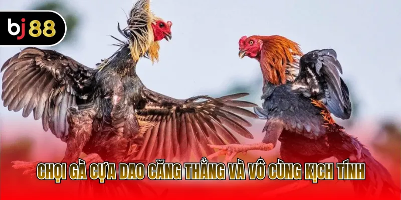 Chọi gà cựa dao căng thẳng và vô cùng kịch tính