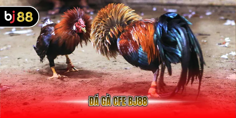 Đá gà CFE BJ88